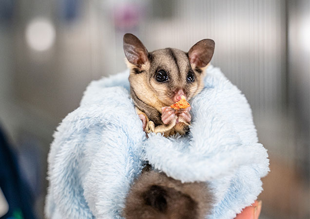 sugar glider